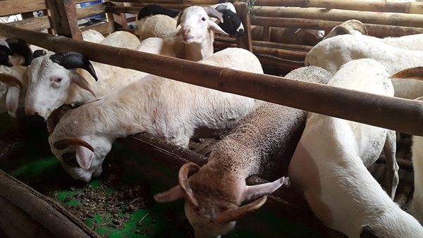 Jual Kambing Qurban Cileungsi