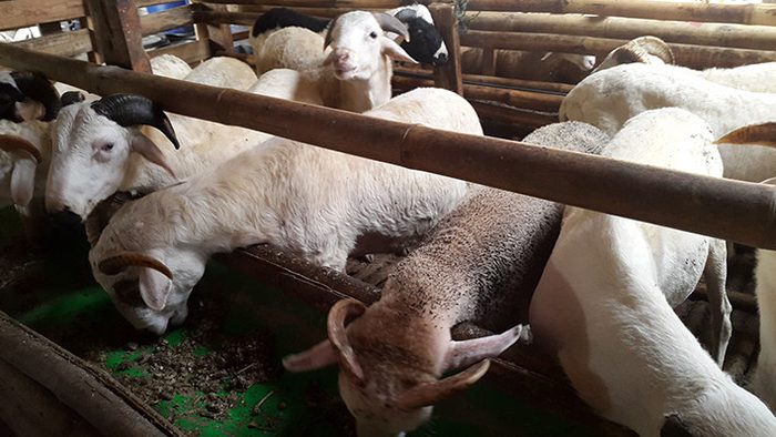 Jual Kambing Qurban Cileungsi