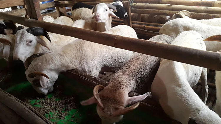 Jual Aqiqah Di Sarimukti Bekasi