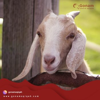 Khasiat Empedu Kambing