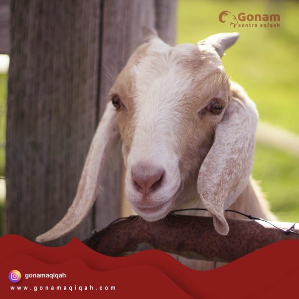 Khasiat Empedu Kambing
